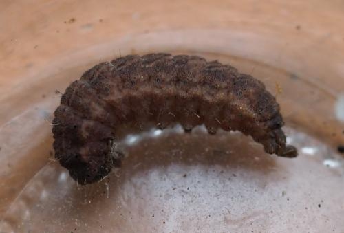 Réf. 244 974 : Charanyca trigrammica